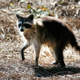 Image for article titled Tell Us Your Horrifying Animal Tales
